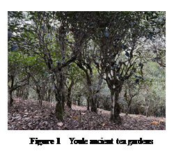 ??????:  
Figure 1  Youle ancient tea gardens
